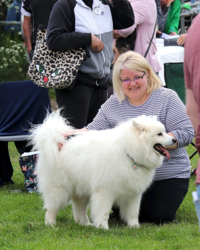 Samoyed Rescue Samoyed Rescue Society - Rehoming Samoyed Dogs